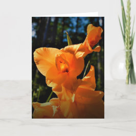 Gladioli, kort