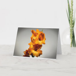 Gladioli, kort