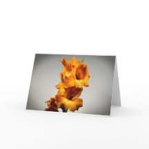 Gladioli, kort