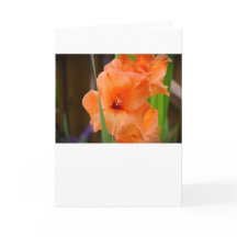 Gladioli, kort