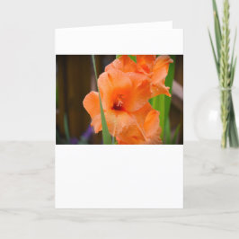 Gladioli, kort