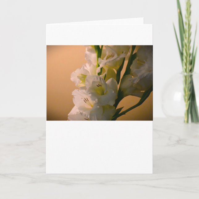 Gladioli, kort (Framsida)