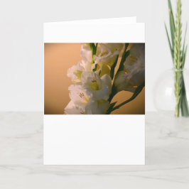 Gladioli, kort