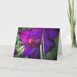 Gladioli, kort