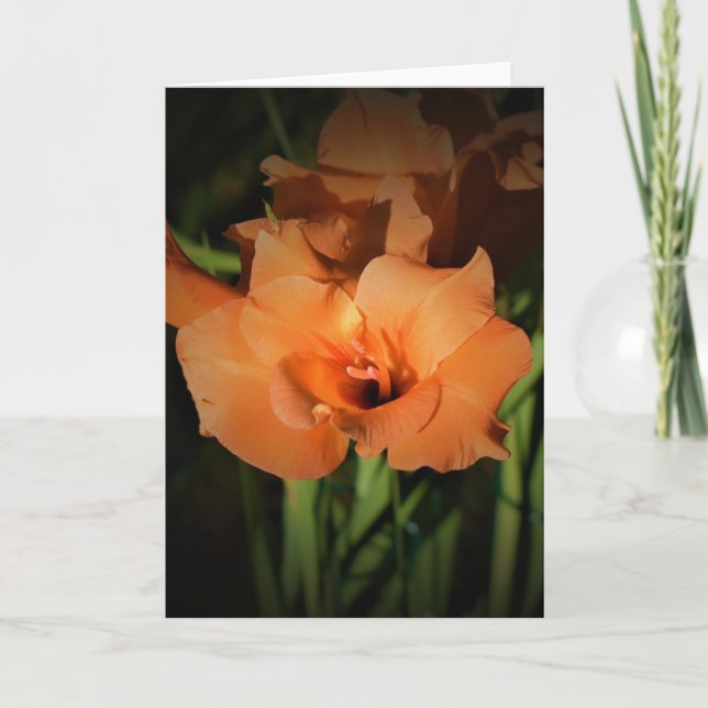 Gladioli, kort (Framsida)