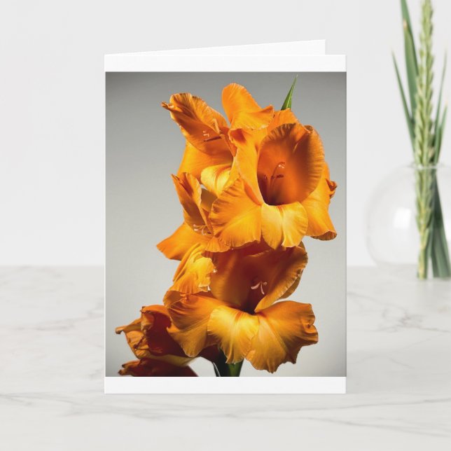 Gladioli, kort (Framsida)