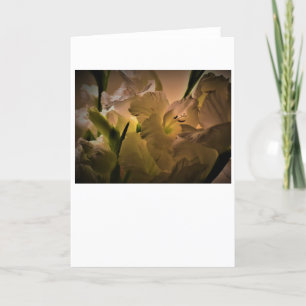 Gladioli, kort