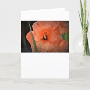 Gladioli, kort