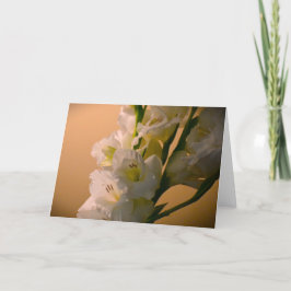 Gladioli, kort