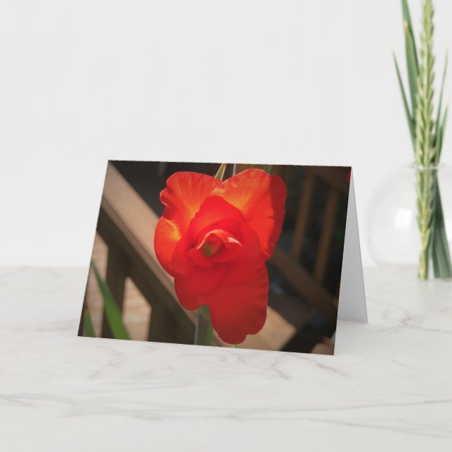 Gladioli, kort (Framsida)