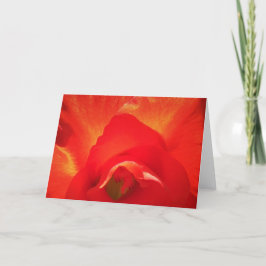 Gladioli, kort