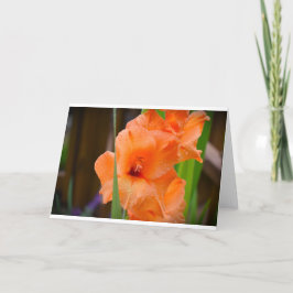 Gladioli, kort