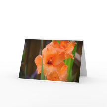 Gladioli, kort