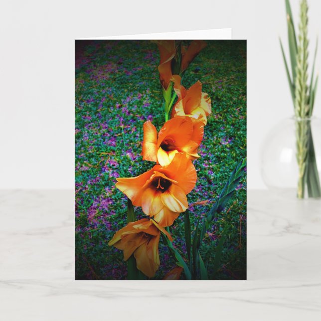 Gladioli, kort (Framsida)