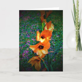 Gladioli, kort
