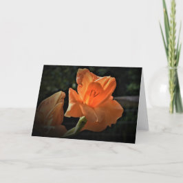 Gladioli, kort