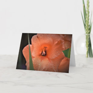 Gladioli, kort