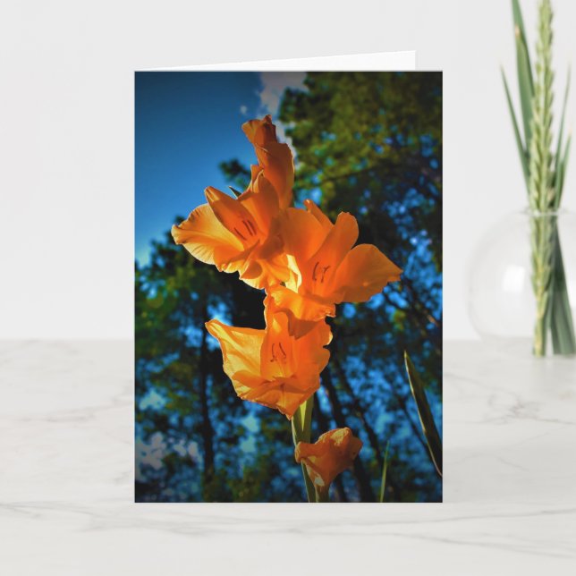 Gladioli, kort (Framsida)
