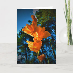 Gladioli, kort