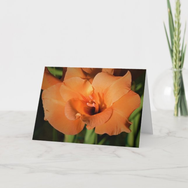 Gladioli, kort (Framsida)