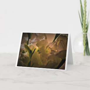Gladioli, kort