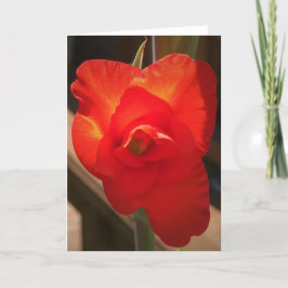 Gladioli, kort