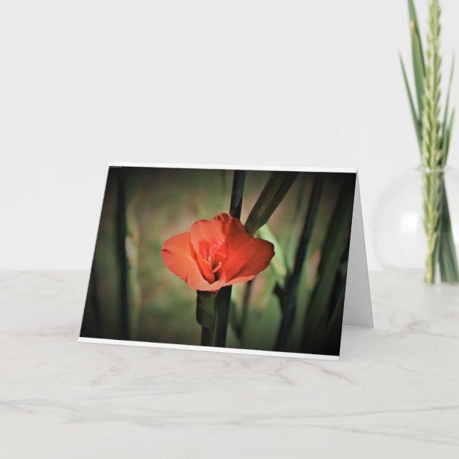 Gladioli, kort (Framsida)
