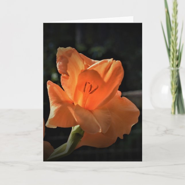 Gladioli, kort (Framsida)