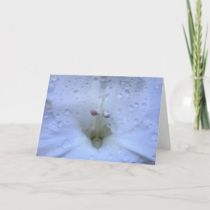 Gladioli, kort