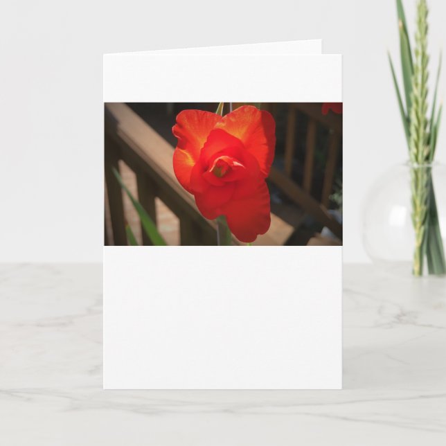 Gladioli, kort (Framsida)