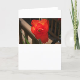 Gladioli, kort