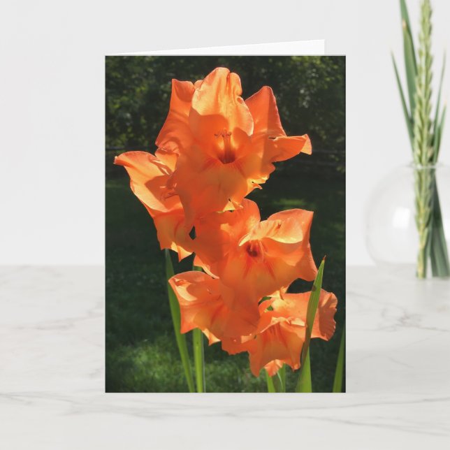 Gladioli, kort (Framsida)