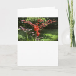 Gladioli, kort