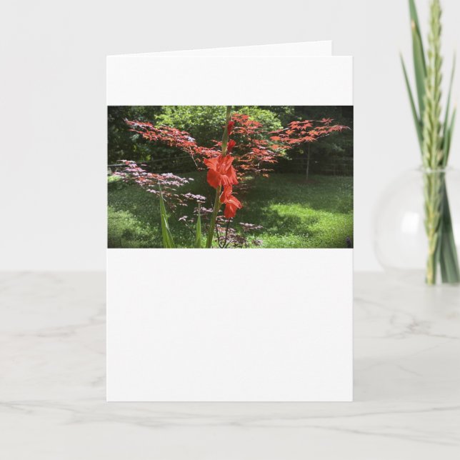 Gladioli, kort (Framsida)