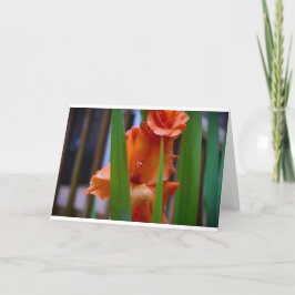 Gladioli, kort