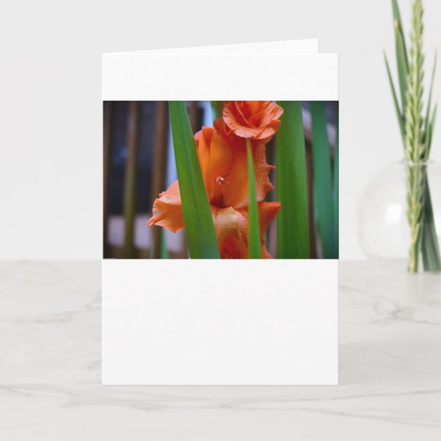 Gladioli, kort (Framsida)