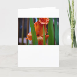 Gladioli, kort