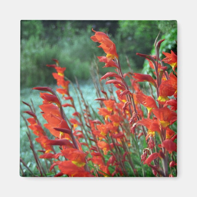 Gladioli Magnet (Framsidan)