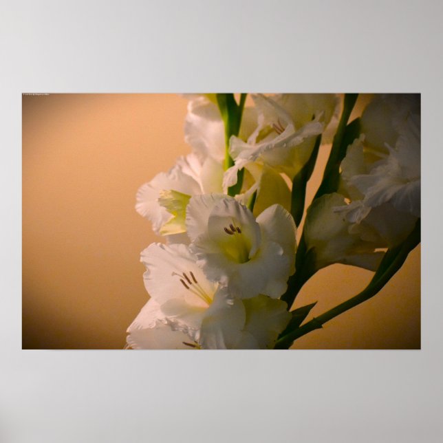 Gladioli Poster (Framsidan)
