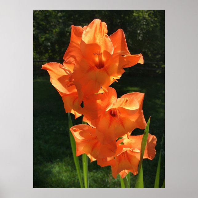 Gladioli Poster (Framsidan)