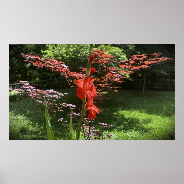 Gladioli Poster (Framsidan)