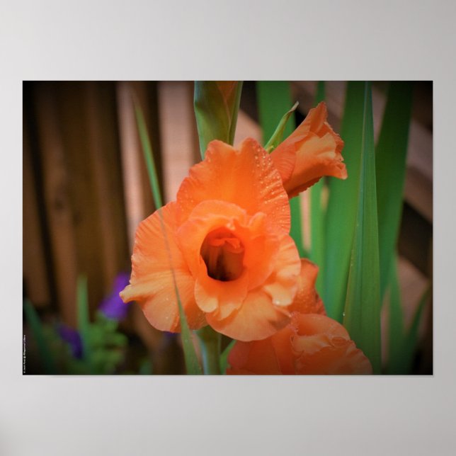 Gladioli Poster (Framsidan)