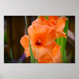 Gladioli Poster