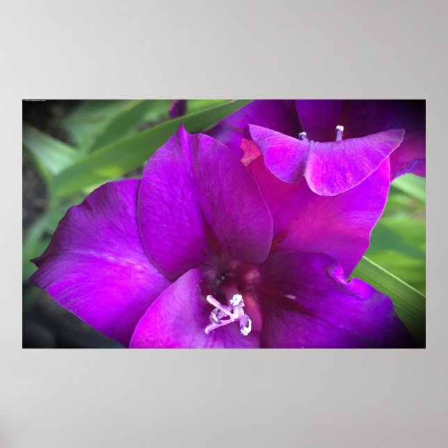 Gladioli Poster (Framsidan)
