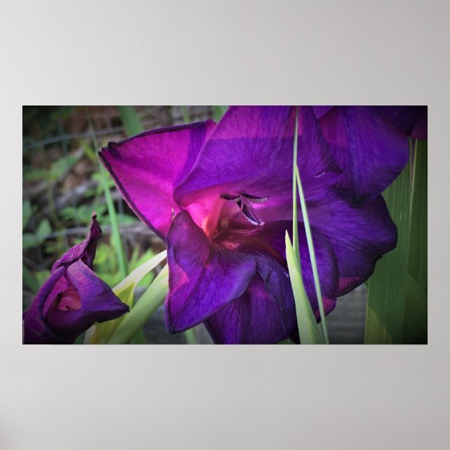 Gladioli Poster (Framsidan)