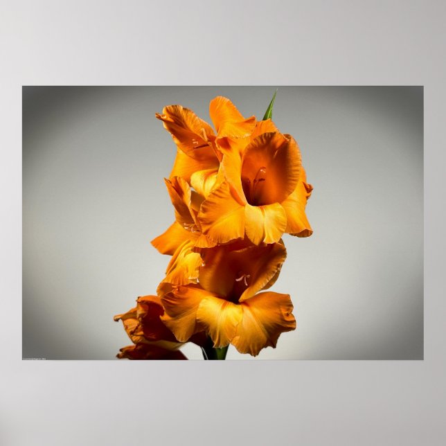 Gladioli Poster (Framsidan)