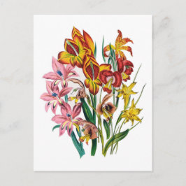 Gladioli Vykort