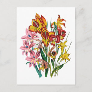 Gladioli Vykort
