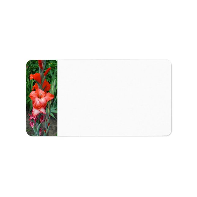 Gladiolus Adressetikett (Framsidan)