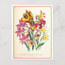 Gladiolus Botanical Illustration Vintage